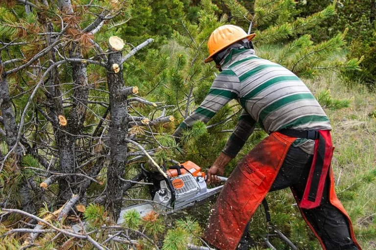 a person removing a tree